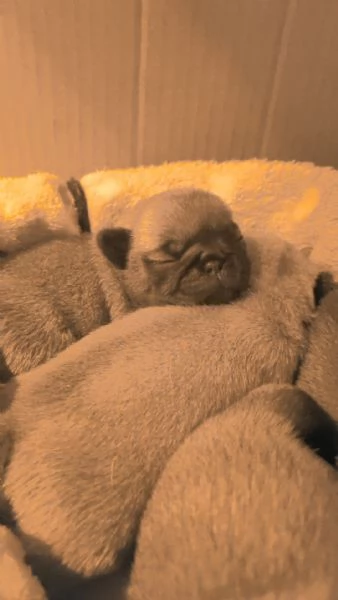 Cuccioli di carlino in vendita  | Foto 1