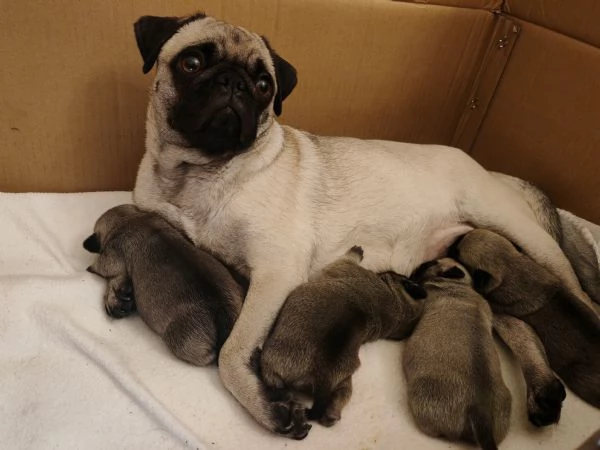 Cuccioli di carlino in vendita  | Foto 0