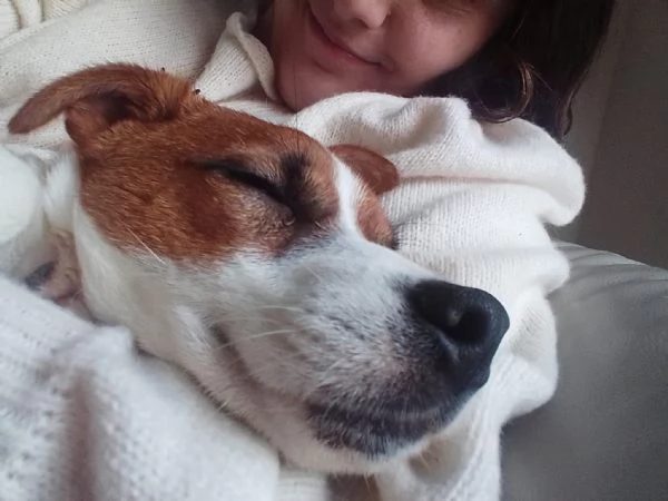 Cucciolo di jack Russel terrier 