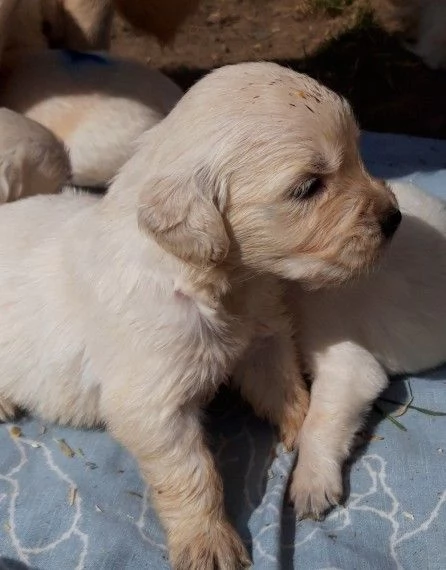  Cuccioli di Golden Retriever