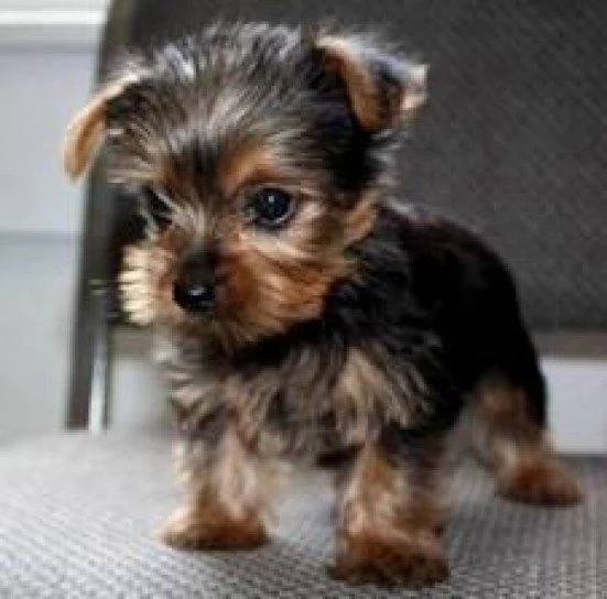 Buoni cuccioli di Yorkshire Terrier