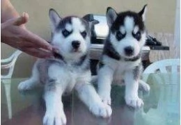 Cuccioli di Siberian Husky