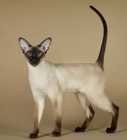 cerco gattino siamese cucciolo a pelo corto