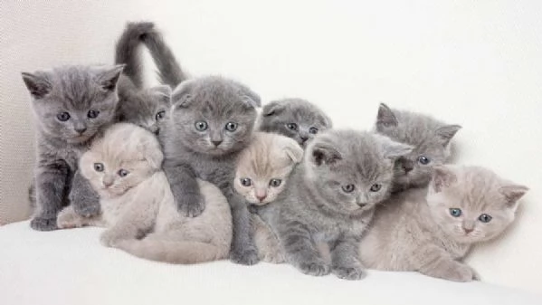 Cuccioli di British Shorthair BHK in vendita | Foto 1
