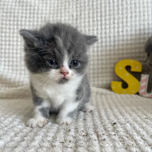 Cuccioli di British Shorthair BHK in vendita | Foto 4