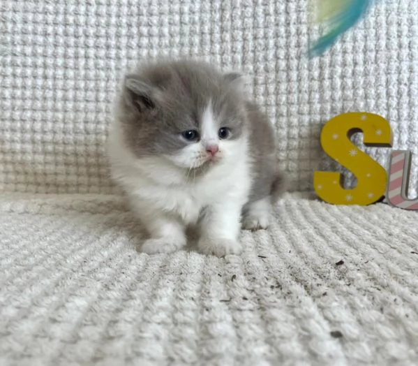 Cuccioli di British Shorthair BHK in vendita | Foto 3