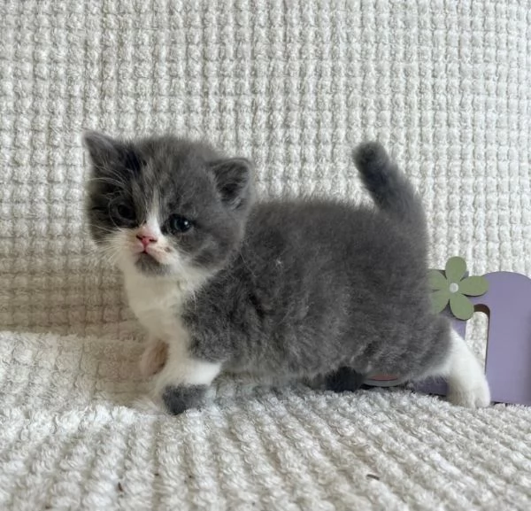 Cuccioli di British Shorthair BHK in vendita | Foto 2