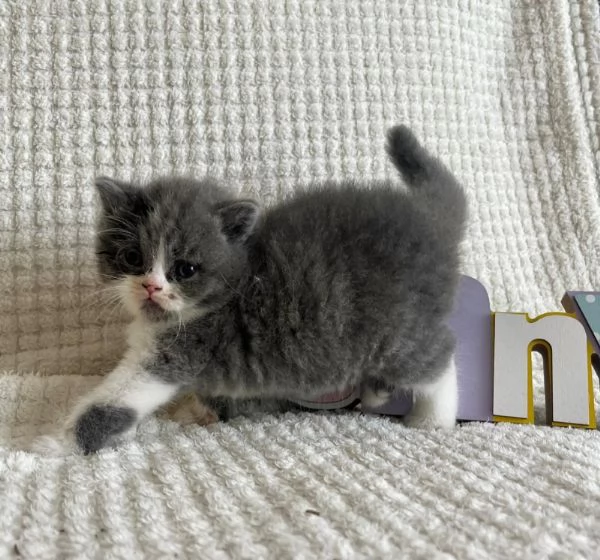 Cuccioli di British Shorthair BHK in vendita