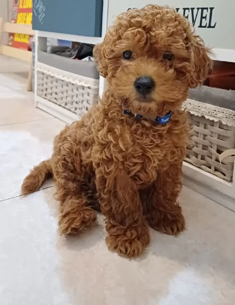 Barboncino mini toy | Foto 3