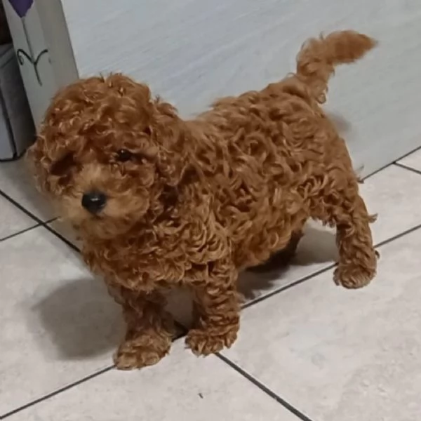 Barboncino mini toy | Foto 1