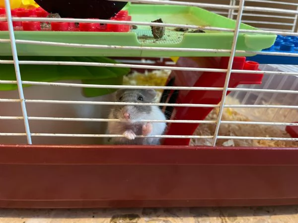 regalo criceto  | Foto 0