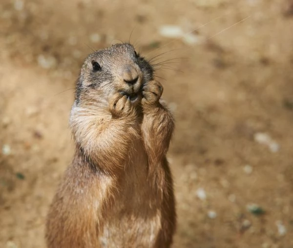 VENDO CANE DELLA PRATERIA