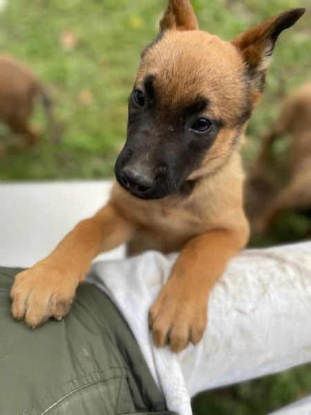 Cuccioli di Pastore BelgaMalinois | Foto 3
