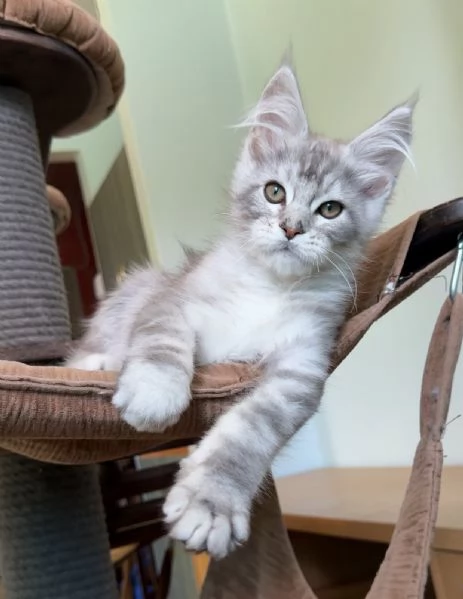 Maine coon cuccioli  | Foto 1