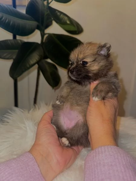 Cuccioli volpino di pomerania | Foto 6