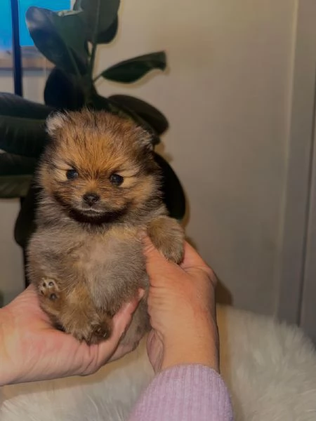 Cuccioli volpino di pomerania | Foto 4