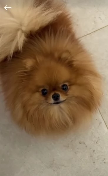 Cuccioli volpino di pomerania | Foto 1