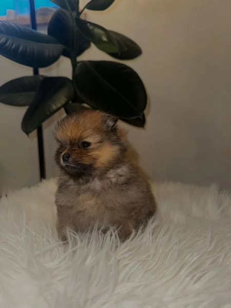 Cuccioli volpino di pomerania | Foto 0