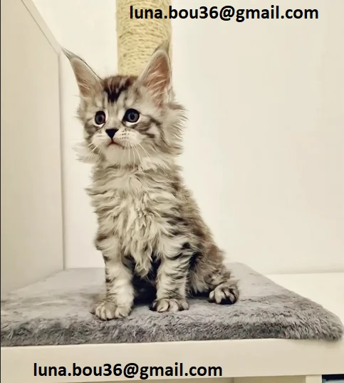  Maine coon gattino disponibile Allevatore offre parenti gattini Kitten Maine bestiame vaccinato tru