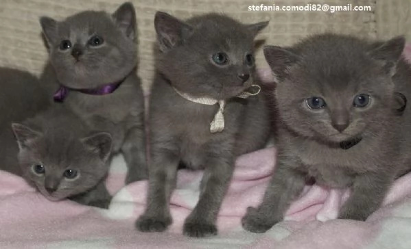  Gattini Certosini in Adozione Cerchiamo famiglie amorevoli per questi splendidi gattini certosini 