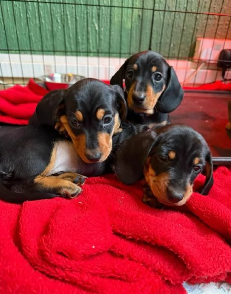 Cuccioli di Bassotto Nano | Foto 1