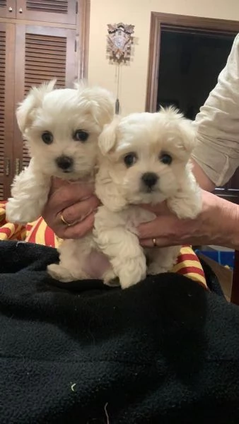 Cuccioli di razza Maltese Toy | Foto 0