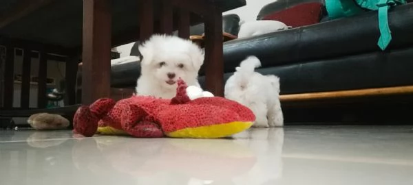 Cuccioli Maltesi di Razza  | Foto 0