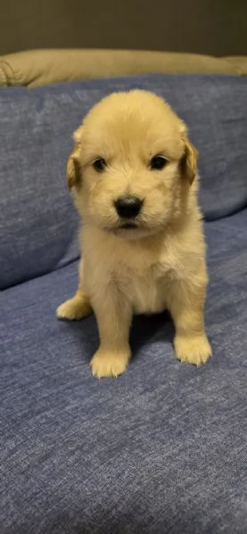 Vendo cuccioli | Foto 1