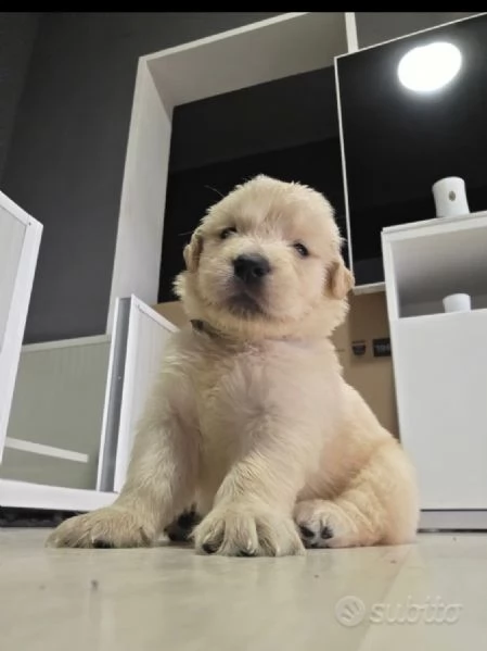 Vendo cuccioli | Foto 0