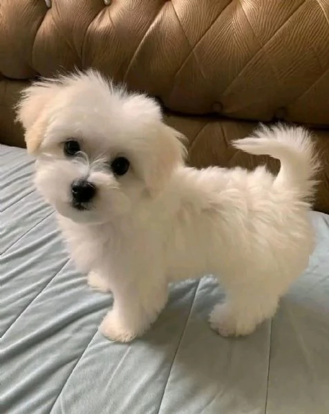 Maltese Toy 