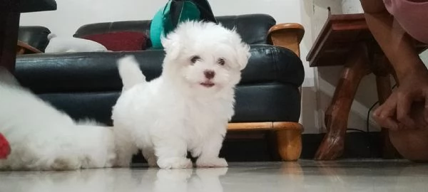 Maltese mini Toy | Foto 0