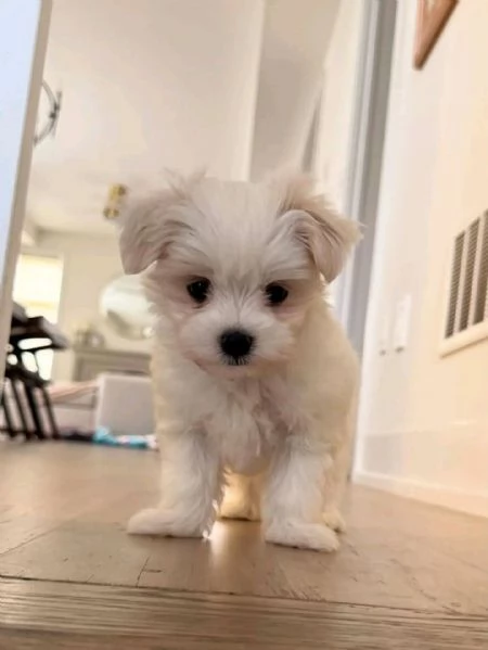 Cuccioli di maltese toy