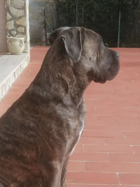 Cuccioli di Cane Corso 