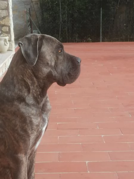 Cuccioli di Cane Corso  | Foto 3