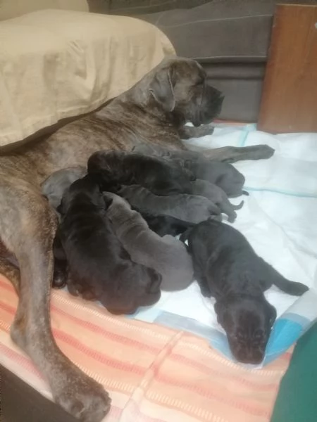 Cuccioli di Cane Corso  | Foto 2
