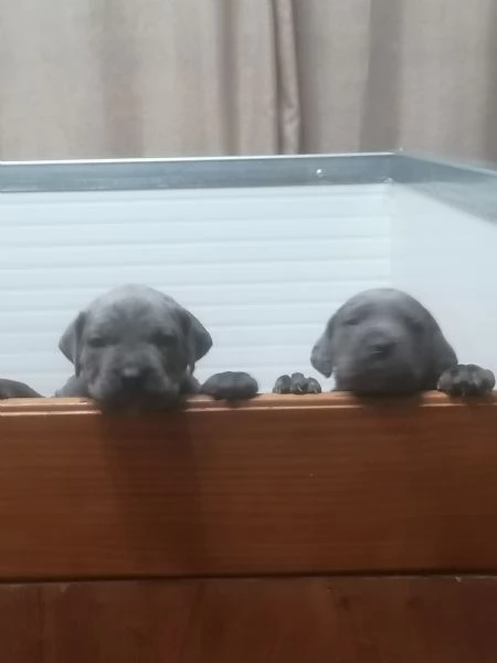 Cuccioli di Cane Corso  | Foto 0
