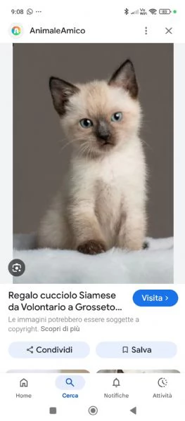 Cerco cucciola di gatto siamese o similsiamese