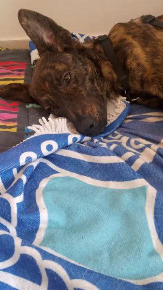 Regalo dolcissimo cucciolo con urgenza | Foto 4