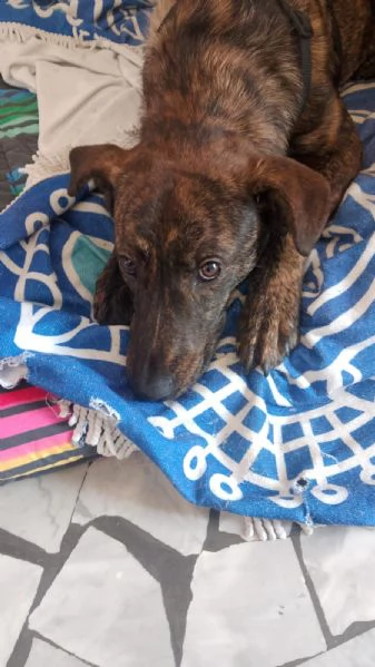 Regalo dolcissimo cucciolo con urgenza | Foto 0