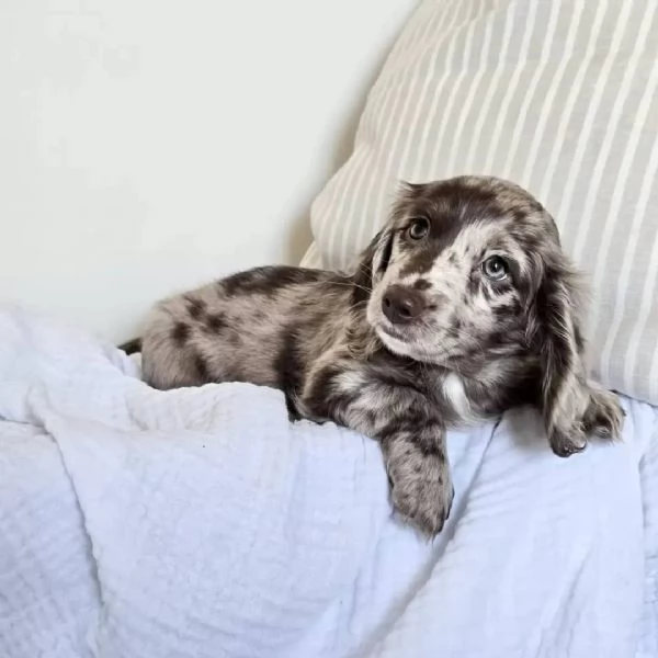 Dachshund puppy | Foto 2