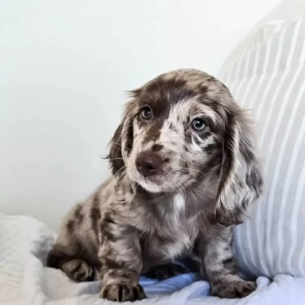 Dachshund puppy | Foto 0