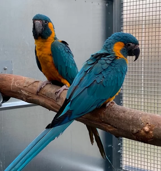 Pappagalli Ara ararauna 