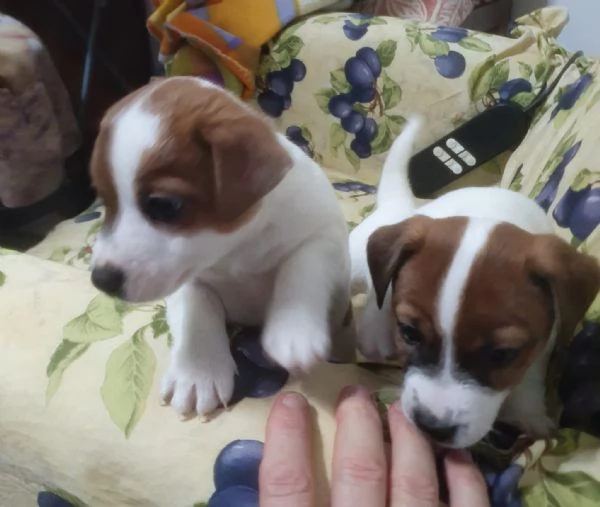 Un Jack Russel per amico