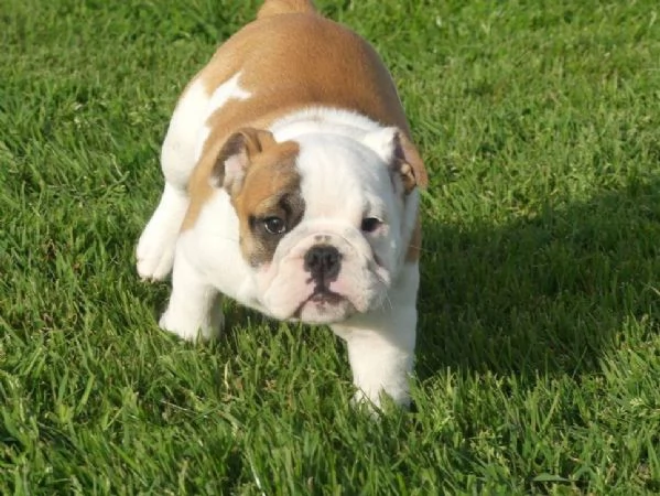 Disponibili Cuccioli di bulldog inglese con pedigree