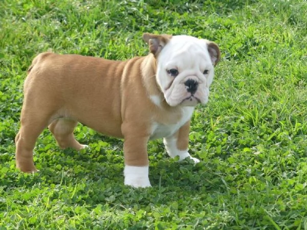 Disponibili Cuccioli di bulldog inglese con pedigree | Foto 2