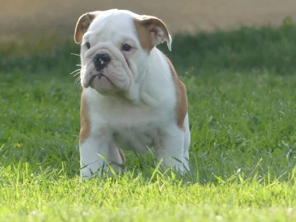 Disponibili Cuccioli di bulldog inglese con pedigree | Foto 1
