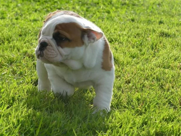 Disponibili Cuccioli di bulldog inglese con pedigree | Foto 0