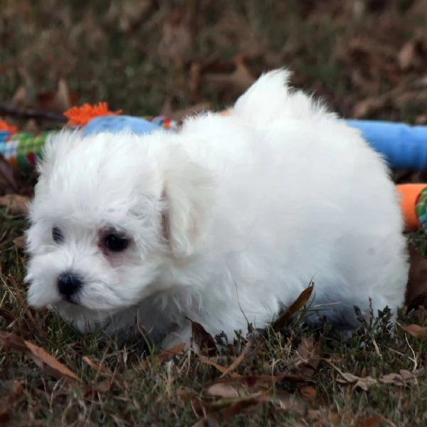Regalo Maltese cuccioli maschio e femmina