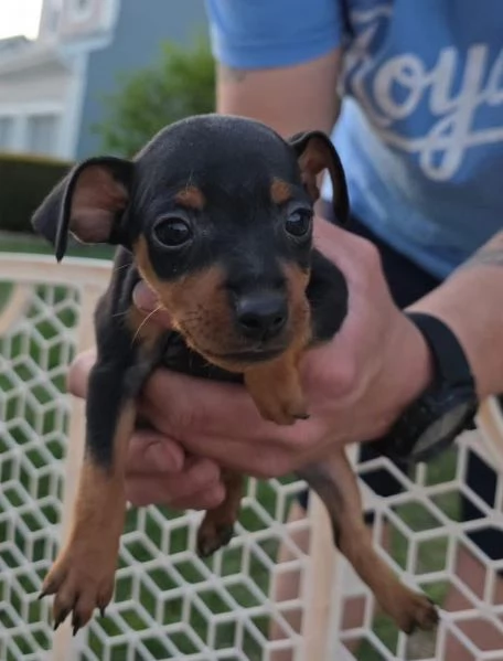 Regalo pinchers cuccioli maschio e femmina | Foto 1
