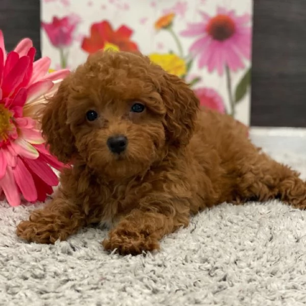 Regalo Barboncino cuccioli maschio e femmina | Foto 0